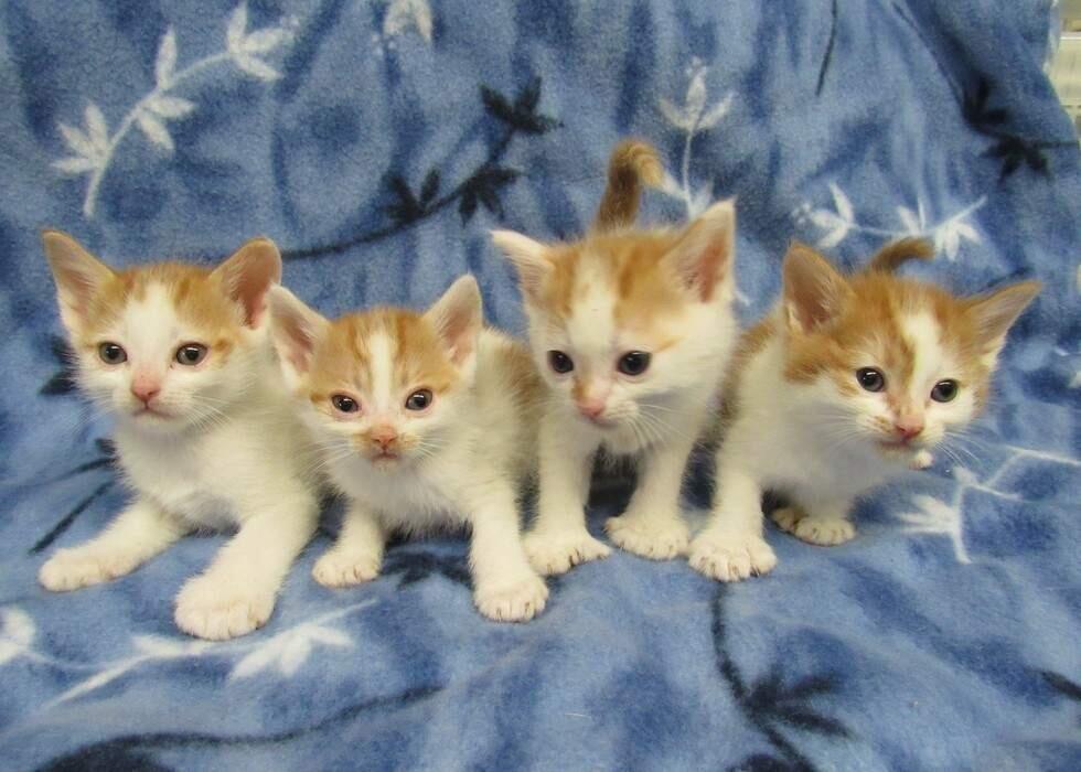 The litter of 'poly' kittens at Pets Lifeline.