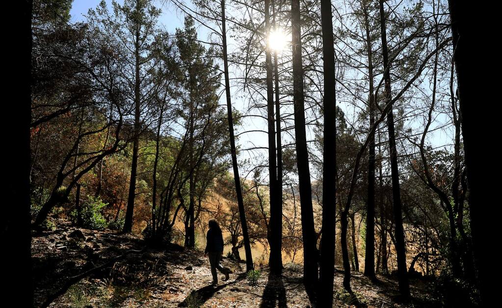 Caitlin Cornwall of the Sonoma Ecology Center surveys a grove of timber in Sugarloaf Ridge State Park, which was burned last October in the Nuns fire, on Sept. 13, 2018. (Kent Porter/The Press Democrat)