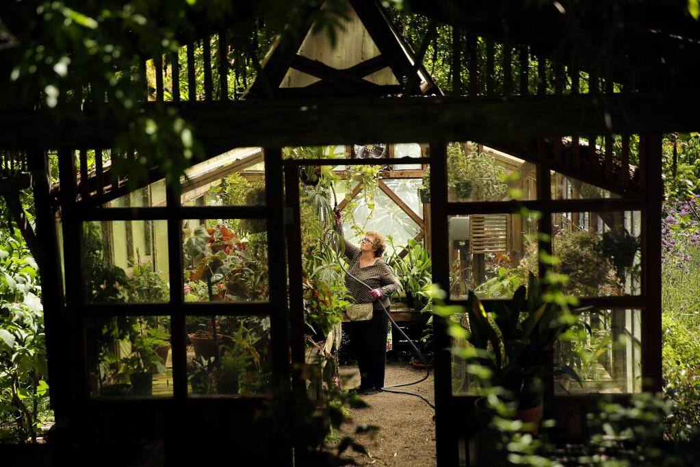 Volunteer Barbera Costa waters the thousands of plants at the Western Hills Botanical Garden in Occidental on Thursday, July 31, 2014. The garden relies heavily on the support and work of its volunteers. (Conner Jay/The Press Democrat)