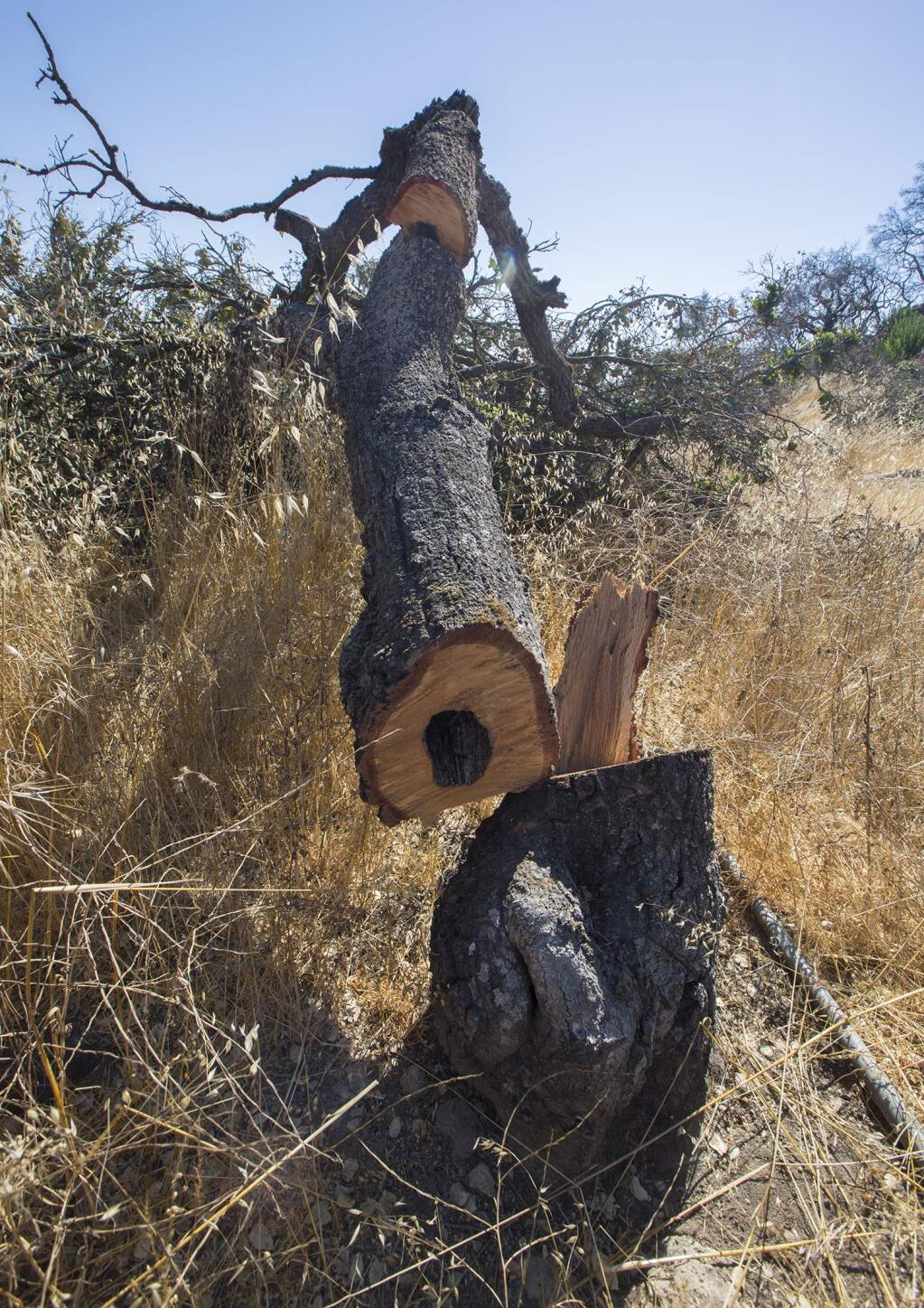 Vandals destroyed seven healthy Coastal Live Oaks on Ramona Nicholson's property last week. The trees, which had survived last year's firestorm, were close together on a knoll overlooking San Pablo Bay. (Photo by Robbi Pengelly/Index-Tribune)