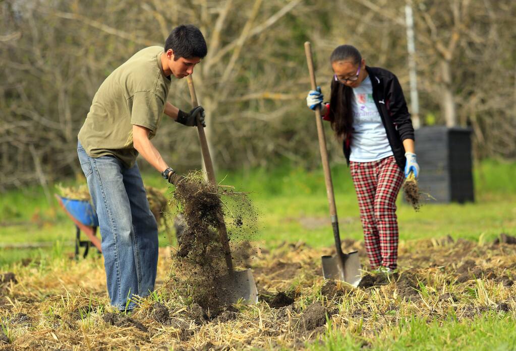 Gage Osborne, 17, left, and Lhakpa Sherpa, 16, remove large clumps of grass from a future vegetable bed. Students in the Enviro-Leaders program learn about sustainable agriculture and environmental restoration working in the Sonoma Garden Park (Photo by John Burgess/The Press Democrat)