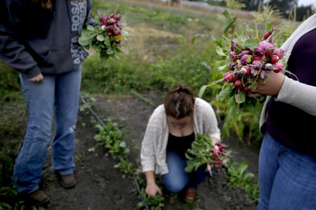 (From right) Adrianna Begley, 16, Siena Carvalho, 17, and Dakota Tuinstra, 17, all members of the environmental horticulture/viticulture class, pick bouquets of radishes at the Santa Rosa High School Farm on Tuesday, Sept. 9, 2014. (BETH SCHLANKER / The Press Democrat)