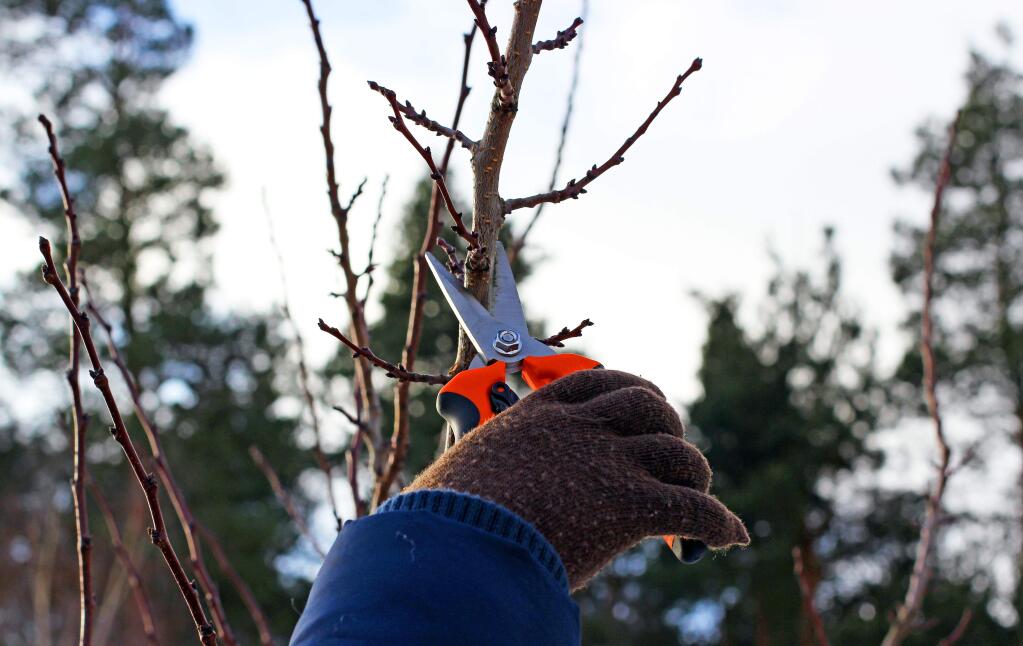 It is time to prune your trees.