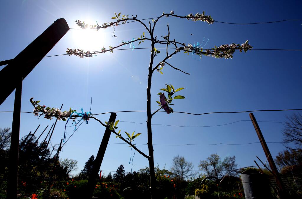Espaliered apple planted in 2014 in the garden of Maile and Warren Arnold, Friday, April 3, 2015. (Crista Jeremiason / The Press Democrat)