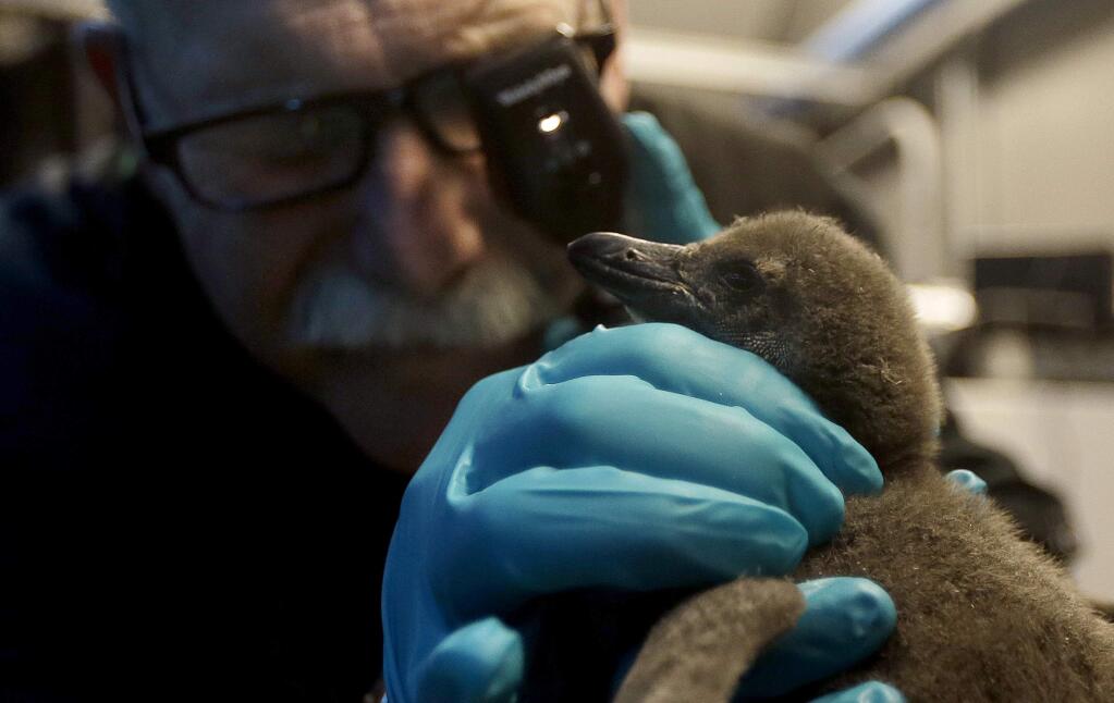 In this Nov. 17, 2014 photo, California Academy of Sciences veterinarian Freeland Dunker examines one of two African penguin chicks at the California Academy of Sciences in San Francisco. The two penguin chicks recently hatched as part of the aquariums Species Survival Plan program. The Academy plans to hold a naming contest for the chicks once they are on public exhibit in late January. (AP Photo/Jeff Chiu)