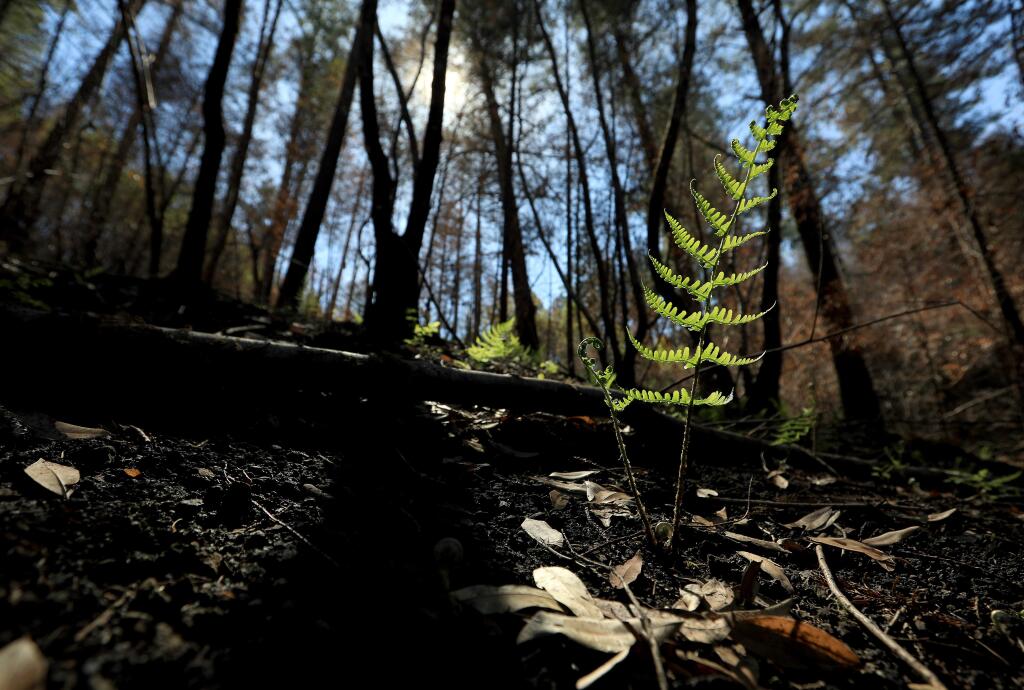 The forest floor, shaded by burned fir and bay trees comes to life as a fern stretches from the burned ground off Franz Valley Road near Calistoga, Tuesday March 27, 2018. (Kent Porter / Press Democrat) 2018