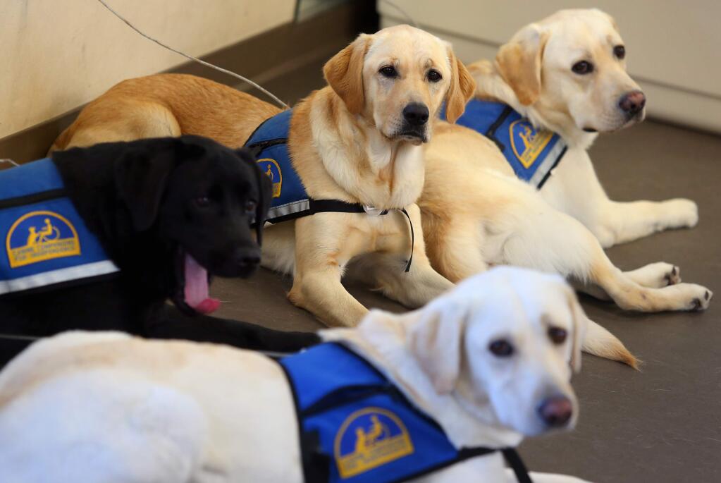 PHOTO: 1 BY CHRISTOPHER CHUNG/ THE PRESS DEMOCRAT -Several service dogs in training await their turn at Canine Companions for Independence, in Santa Rosa.