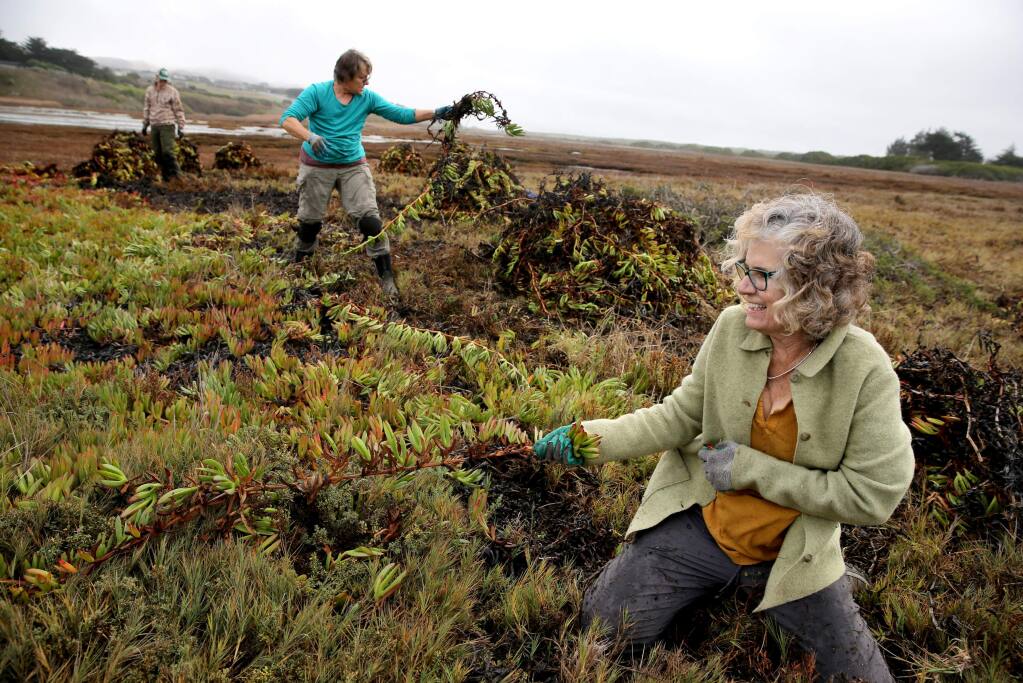(From right) Volunteer Judith Rousseau, Jan Lochner, the invasive plant chair of the California Native Plant Society, and volunteer Michelle Karle remove ice plant, a coastal succulent native to South Africa, at Doran Regional Park in Bodega Bay on Wednesday, November 28, 2018. (BETH SCHLANKER/ The Press Democrat)