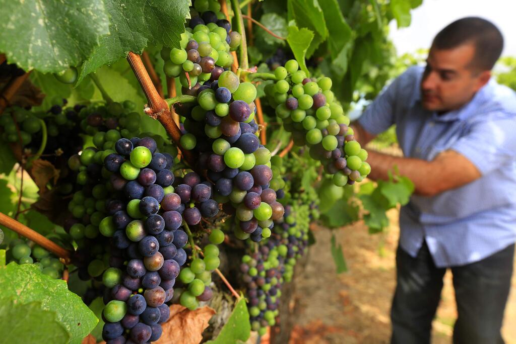The Sonoma County Winegrowers were recognized by the state for their sustainable business practices to save energy and reduce waste while helping the local economy. (JOHN BURGESS / PD FILE)