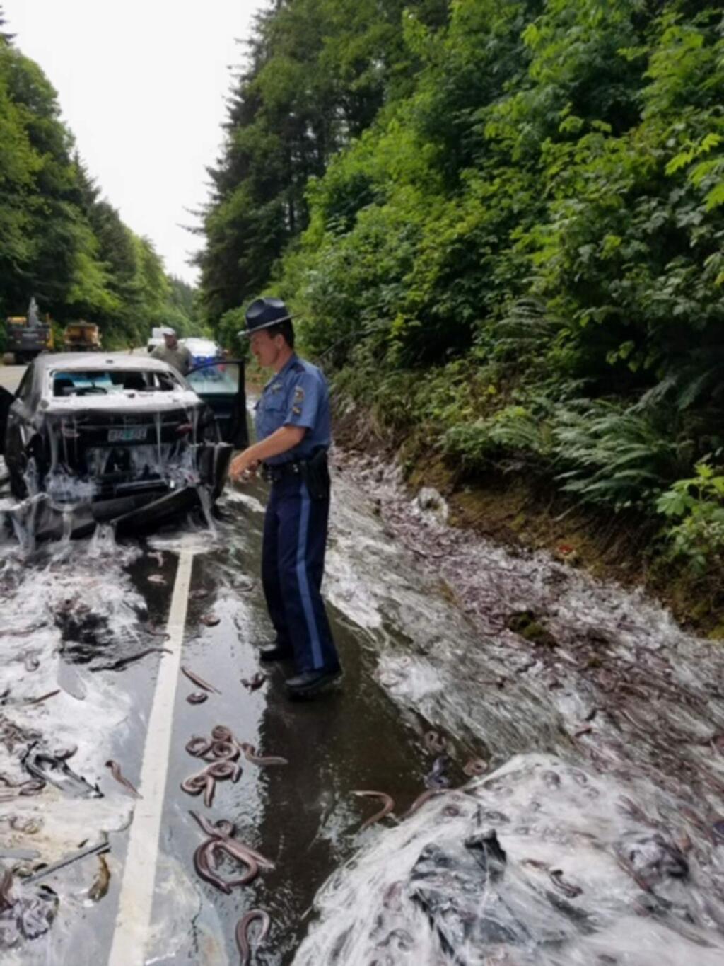 In this photo provided by the Oregon State Police, a state police officer works the site after a truck hauling eels overturned on Highway 101 in Depoe Bay, Ore., Thursday, July 13, 2017. Police said Salvatore Tragale was driving north with 13 containers holding 7,500 pounds (3,402 kilograms) of hagfish, which are commonly known as slime eels. (Oregon State Police via AP)