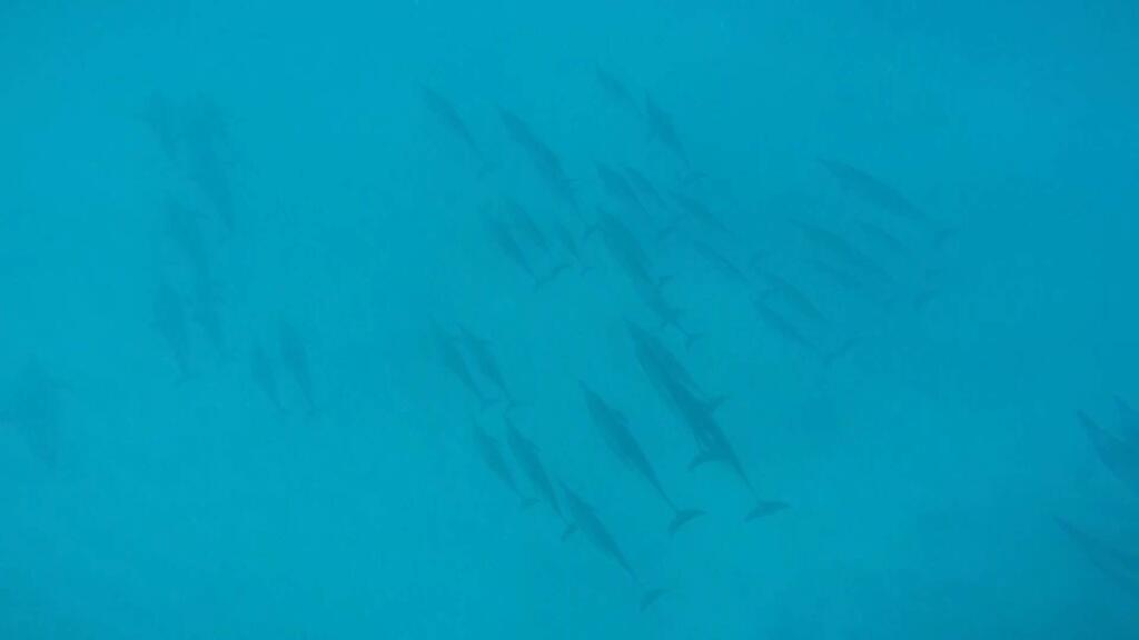 FILE - This Jan. 21, 2016 file image taken from video shows dolphins swimming at the bottom of a bay off Waianae, Hawaii. Federal regulators are proposing a widespread ban on swimming with Hawaii's spinner dolphins to allow the nocturnal creatures to rest during the day. The National Marine Fisheries Service proposal announced Tuesday, Aug. 23, 2016, would allow some limited exceptions, given dolphins sometimes approach people. (AP Photo/Audrey McAvoy, File)