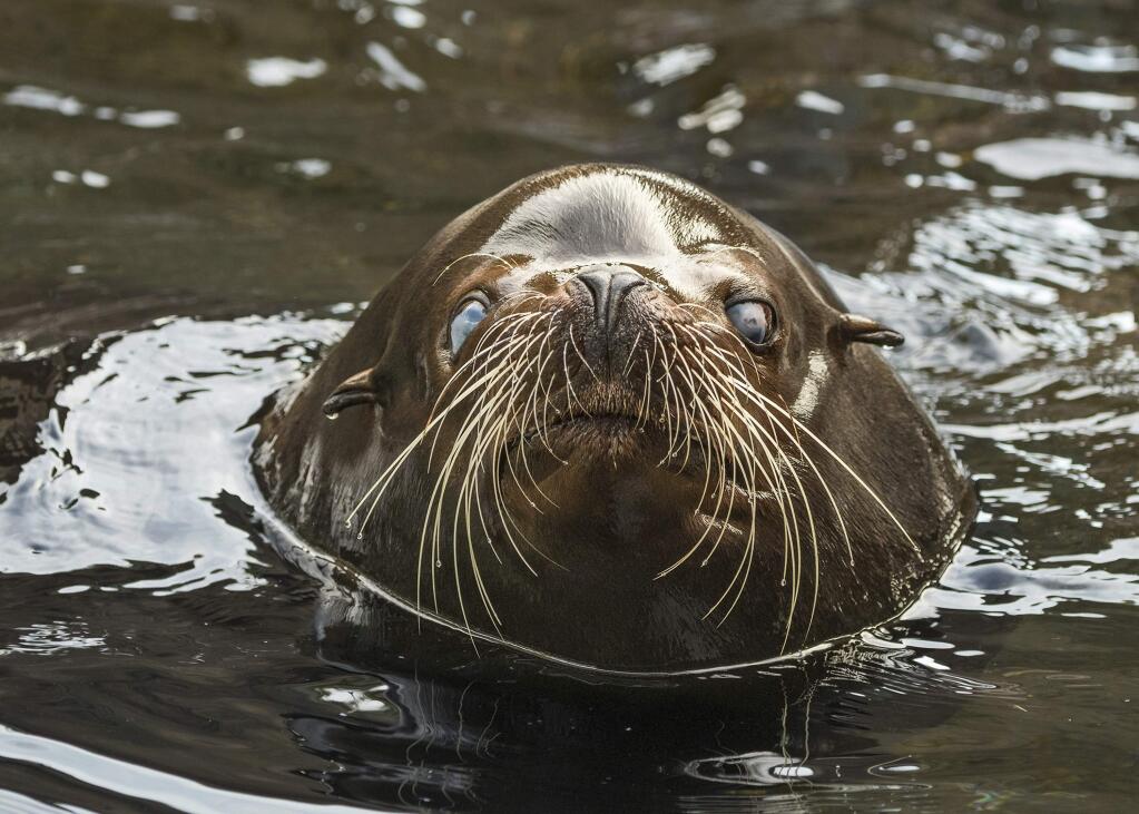 In this Aug. 3, 2017, photo released by the Los Angeles Zoo, shows a nearly 700-pound blind California sea lion named Buddy, who has taken up residence at the Los Angeles Zoo. The zoo said Monday, April 21, that the approximately 10-year-old male sea lion is adapting well to his habitat at the Sea Life Cliffs exhibit since arriving in late May. (Jamie Pham/Los Angeles Zoo via AP)