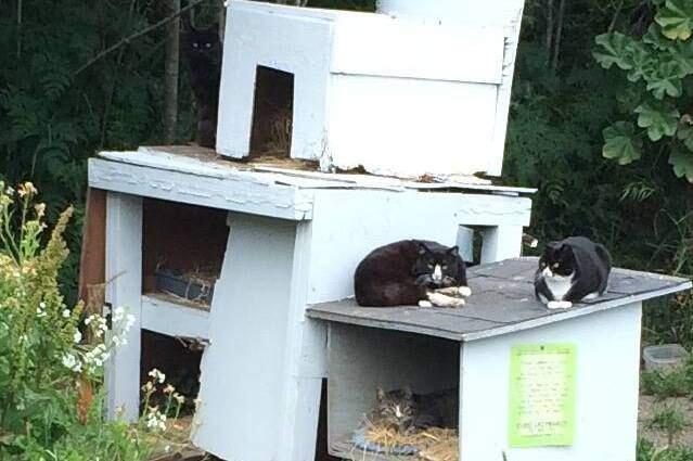 One of the cat condos provided by the Coast Cat Project. (WWW.FACEBOOK.COM/COASTCATPROJECT)