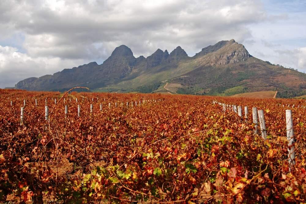 Vineyards of South Africa in autumn. (Darius Daubaras/Shutterstock)