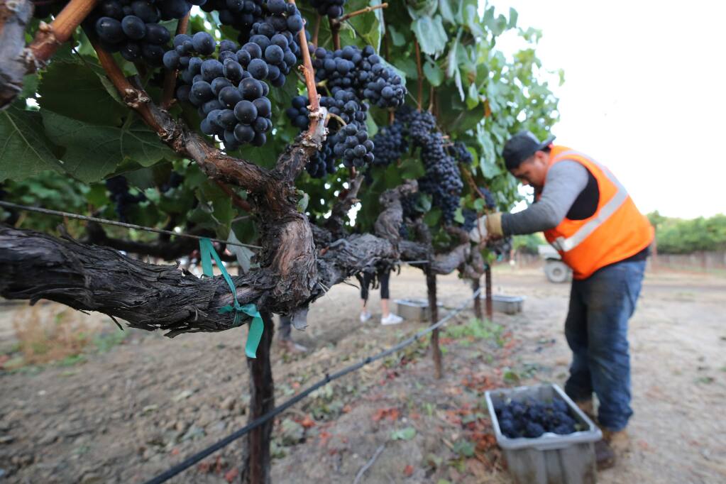 Julio Martinez harvests pinot noir grapes in Rodgers Vineyard for Mumm Napa in Yountville, California on Tuesday, August 13, 2019. (BETH SCHLANKER/The Press Democrat)