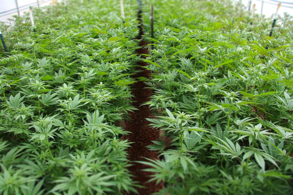 Marijuana plants in early June 2017 at a remote Mendocino county farm. (Heather Irwin/The Press Democrat)