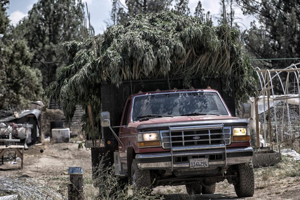 A truckload of marijuana is carried off a Hmong owned marijuana farm near Dorris, Calif. This grow is owned by Hmong farmers. (Robert Gauthier/Los Angeles Times/TNS)