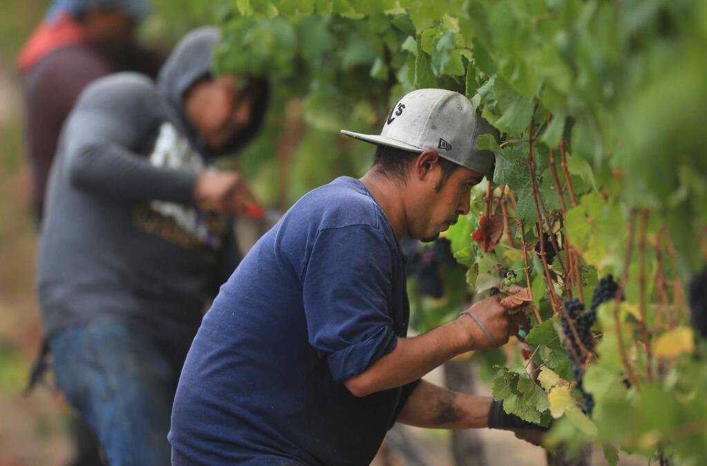 Workers pick grapes at Mumm Napa's pinot noir vineyard in American Canyon on Monday, Aug. 7, 2017. (KENT PORTER/ PD)