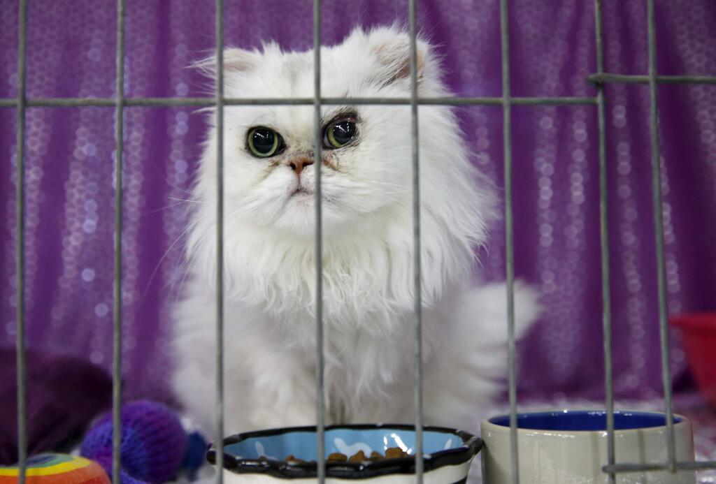 Sally Daniels' cat Midori, the only one of 20 of her Shaded Silver Persian that survived the Tubbs fire when her home burned, looks out from her cage at the Call of the Wild Cat Show at the Grace Pavilion at the Sonoma County Fairgrounds in Santa Rosa, Sunday, Feb. 18, 2018. (BETH SCHLANKER/ The Press Democrat)