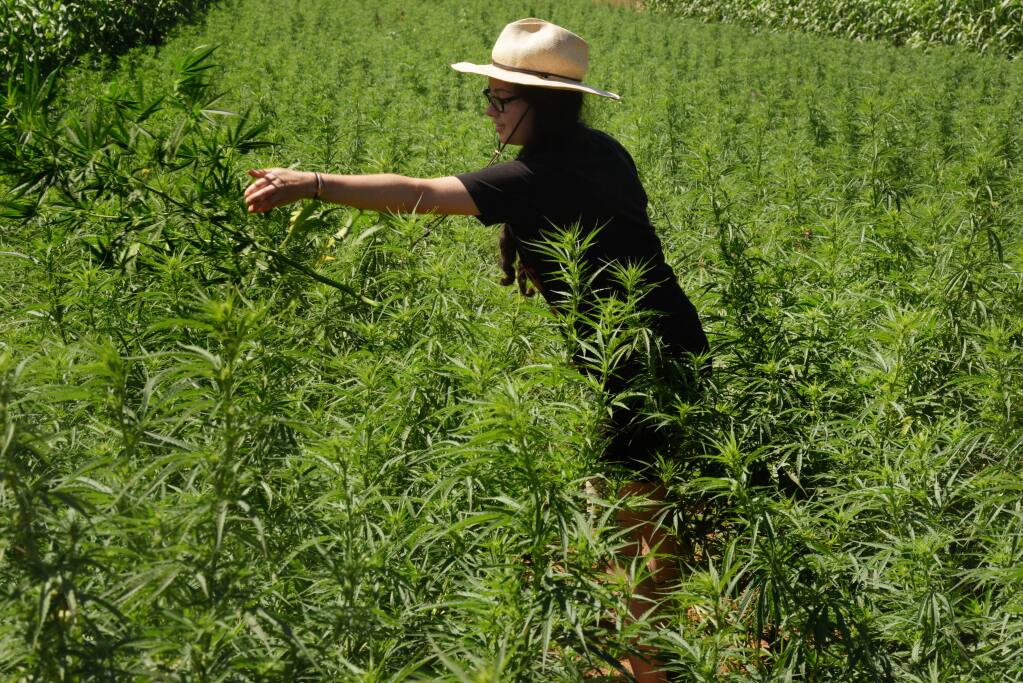 Santa Rosa Junior College student Clorissa Lepe, 27, pruning hemp plants at Shone Farm in Forestville, California. The hemp farm is part of the SRJC industrial hemp research project. August 29, 2019.(Photo: Erik Castro/for The Press Democrat)