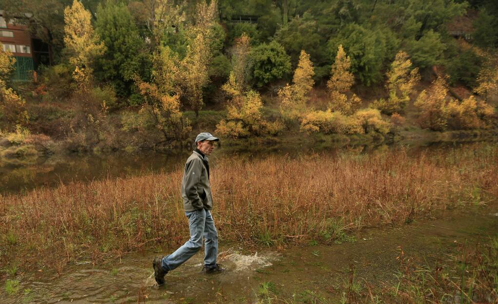 Russian Riverkeeper Don McEnhill walks along the soggy shoreline of the Russian River in Hacienda near Forestville, past trees that would be protected by an ordinance prohibiting landowners from cutting trees along the river bank, Thursday Nov. 20, 2014. (KENT PORTER/ PD)
