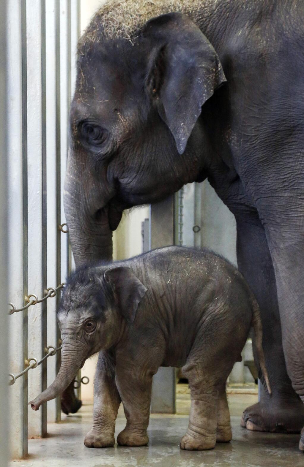 In this Tuesday, Jan. 6, 2015, file photo, a baby Asian elephant walks with her mother, Asha, at the Oklahoma City Zoo, in Oklahoma City. The baby elephant, born at the zoo Dec. 22, 2014, has been named Achara, after the name received about 13,000 votes on the zoo's website. (AP Photo/Sue Ogrocki, File)