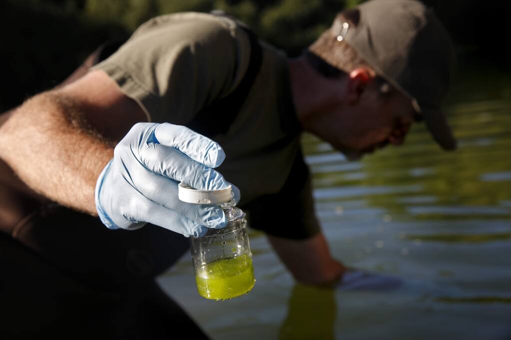Rich Fadness, the coordinator of the Surface Water Ambient Monitoring Program (SWAMP) with the North Coast Regional Water Quality Board, takes a sample of algae to see if it contains any blue-green algae, at Monte Rio Beach in Monte Rio, on Thursday, June 23, 2016. (BETH SCHLANKER/ The Press Democrat)