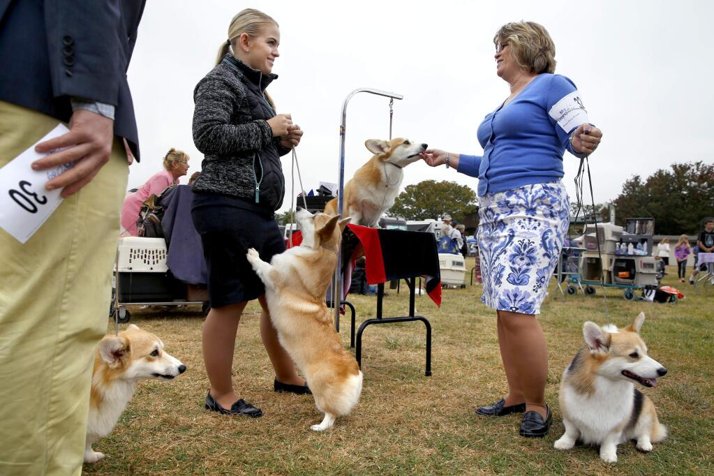 Sydney Stone talks with her mother Shannon, both handlers of Pembroke Welsh Corgis, during a dog show hosted by the Mensona Kennel Club and the Santa Cruz Kennel Club at the Sonoma County Fairground in Santa Rosa on Sunday, August 26, 2018. (Beth Schlanker/ The Press Democrat)