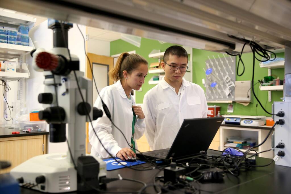 Research associate Heather Tanner and postdoctoral research fellow Hao Yan work on installing software to view a developing reproductive cell from a mouse's ovary at the Center for Female Reproductive Longevity and Equality at the Buck Institute for Research on Aging in Novato, California on Monday, September 30, 2019. (BETH SCHLANKER/The Press Democrat)