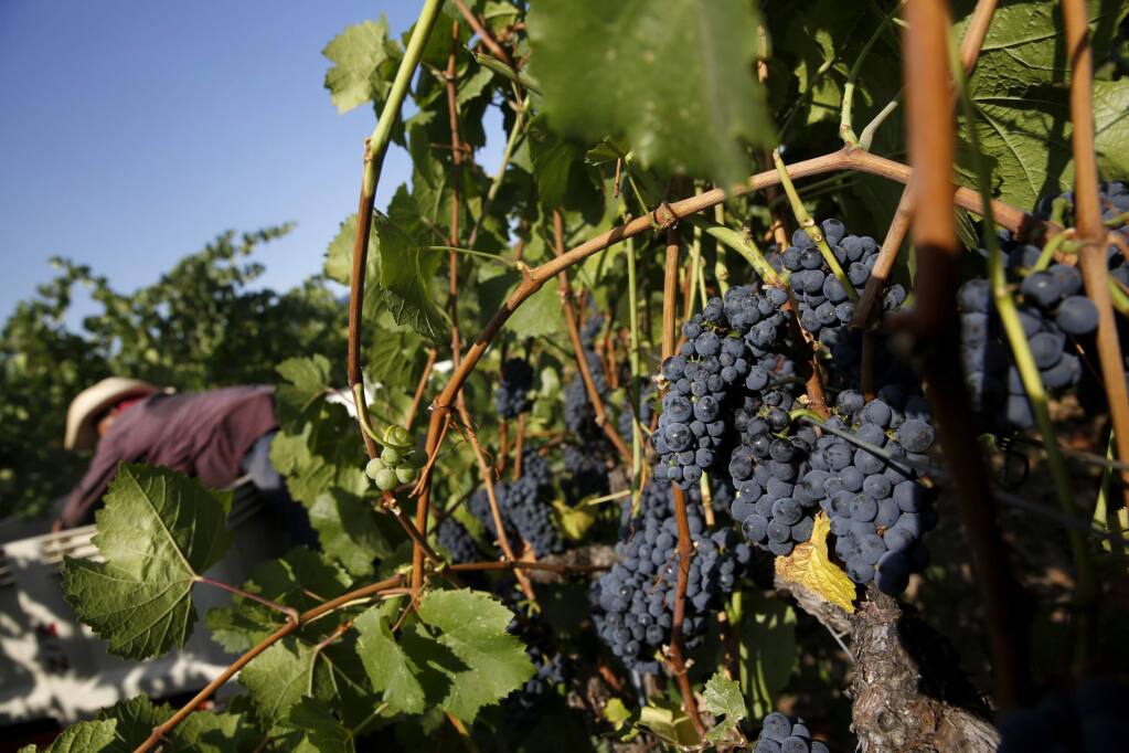 Pinot noir grapes now cover more acreage in Sonoma County than cabernet sauvignon, second only to chardonnay. (BETH SCHLANKER/ PD archive)