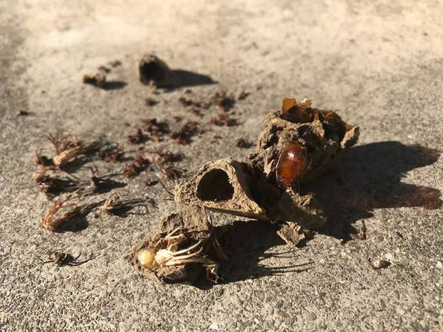 The female mud dauber wasps only hunt spiders and individually make the small mud nests iin places where there are many spiders. The large form is the wasp pupae. (credit: Rachael Long)