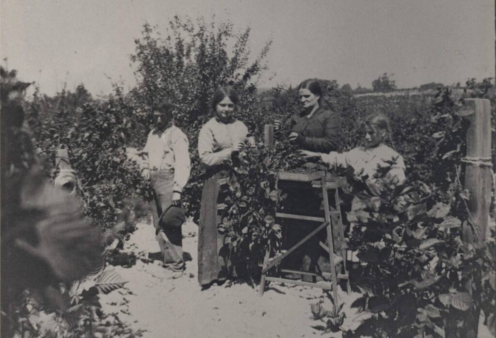 Berry pickers collect fruit on the Taylor Ranch south of Santa Rosa. (Sonoma County Library)