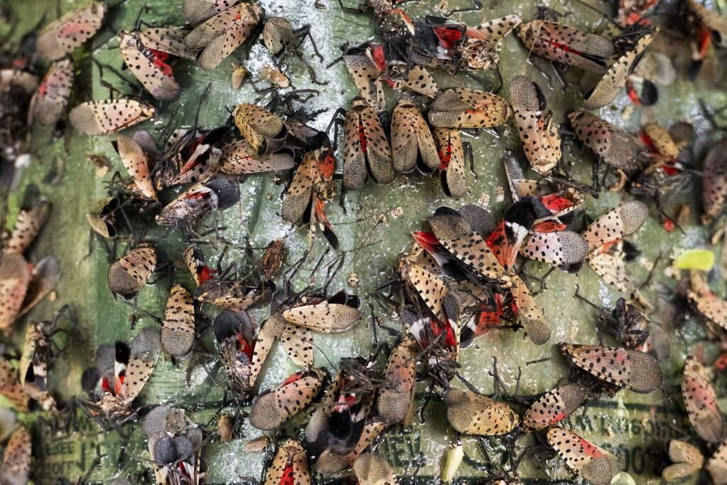 Dozens of spotted laternflies, an invasive species, on a flytrap at a park in Montgomery County, Pa., Sept. 17, 2019. Hordes of spotted lanternflies are flapping through the state, threatening agriculture. (Daniel Vasta/The New York Times)