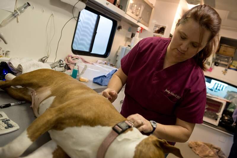 Veterinary Technician Jocelyn Schmidt inserts a microchip between the shoulders of a dog in this February 2015 Press Democrat file photo. (ALVIN JORNADA/THE PRESS DEMOCRAT)