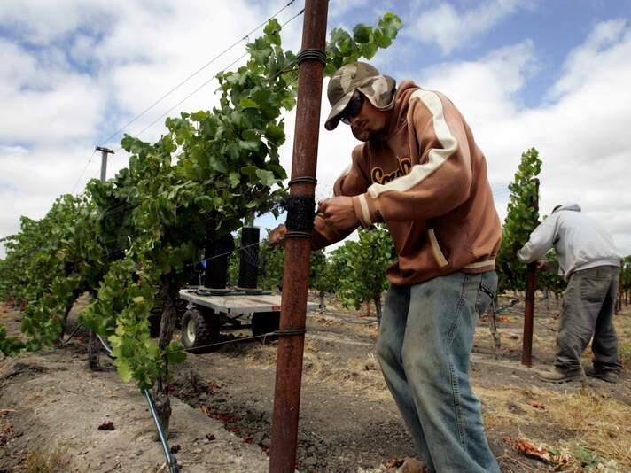 Salvador Becerra ties off netting to protect pinot noir grapes from birds at a Carneros vineyard, under the care of La Prenda Vineyards Management, near Sonoma on Thursday afternoon, August 6, 2009.