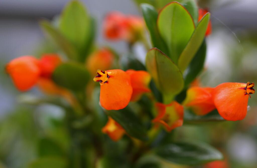 Nematanthus gregarius, called the goldfish plant, raised at the SRJC greenhouse in Santa Rosa, on Monday, March 28, 2016. (Christopher Chung/ The Press Democrat)