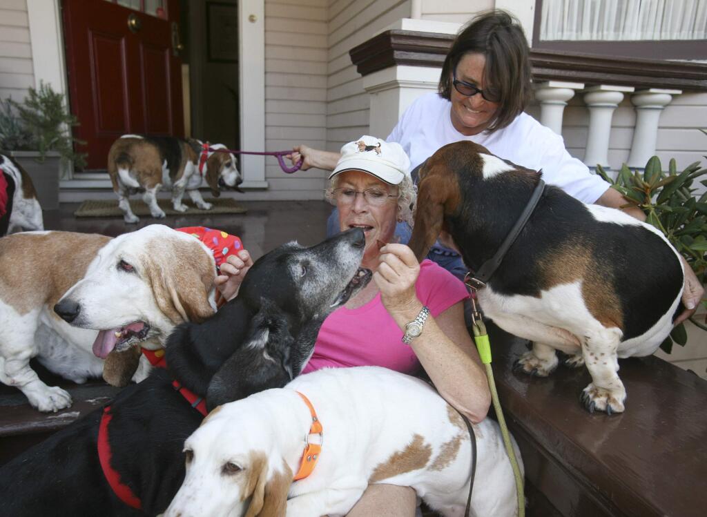 Cheryl Martin of Petaluma holds onto her dogs Stella and Alvin green as Ruth Robeson of Petaluma hands out treats as members of the Petaluma based Golden Gate Basset Rescue gather in Petaluma on Monday August 18, 2014. (SCOTT MANCHESTER/ARGUS-COURIER STAFF)