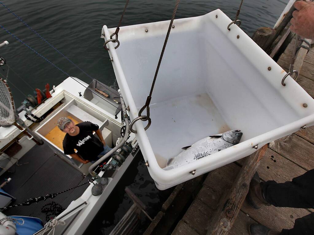Commercial fisherman Brent Cushenbery loads the lone catch of the day, a 13-pound king salmon on to the Paisano Bros. dock in Bodega Bay in 2010. (KENT PORTER/ PD FILE)