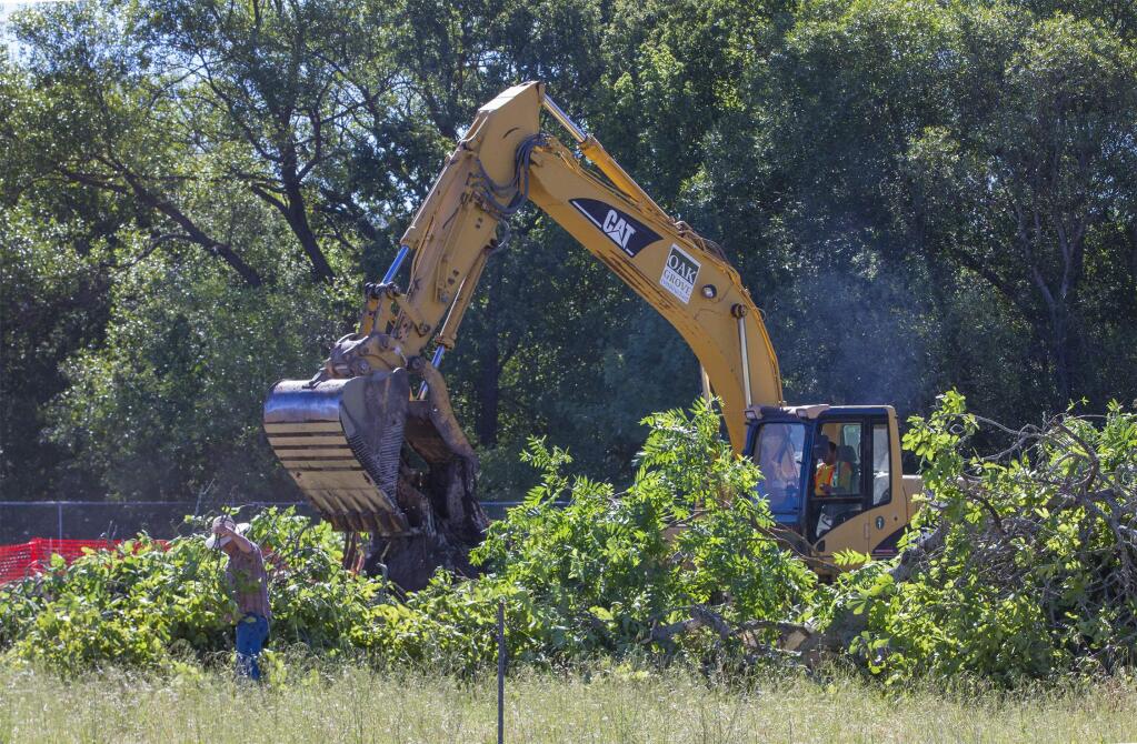 A backhoe removes the root system of the majestic fig tree that graced the fields behind Adele Harrison Middle school for many years. The tree was felled on Friday morning to make way for an artificial turf soccer field. (Photo by Robbi Pengelly/Index-Tribune)