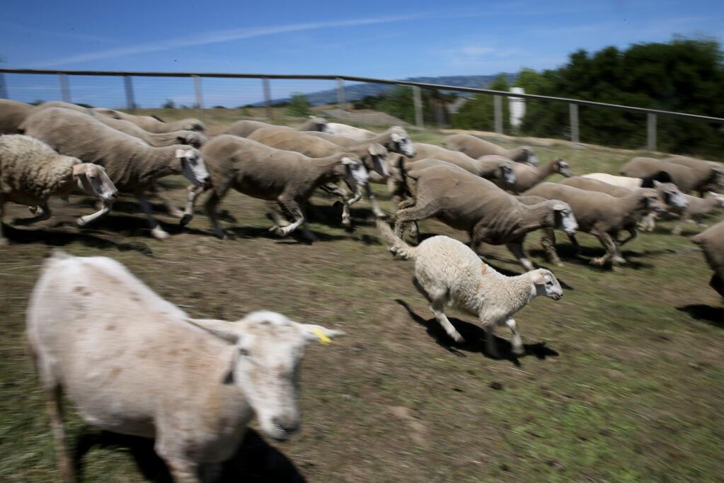 Sheep from Sweetgrass Grazing run down a hill at Helen Putnam Regional Park in Petaluma, California on Tuesday, May 5, 2020. (BETH SCHLANKER/ The Press Democrat)
