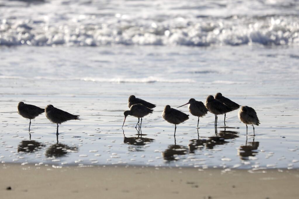 Sandpipers stand in the surf at Doran Regional Park in Bodega Bay, on Wednesday, January 11, 2017. (BETH SCHLANKER/ The Press Democrat)