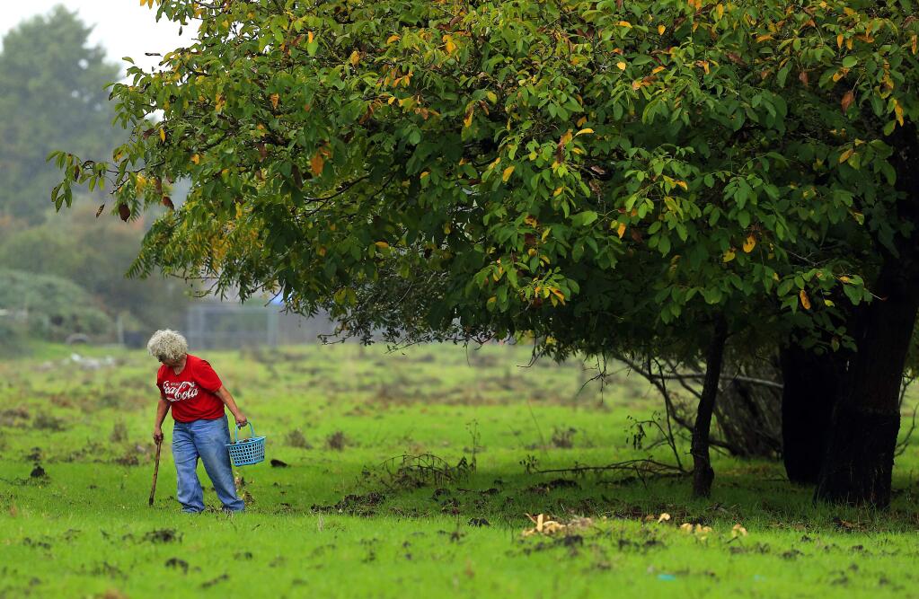 A woman gleans walnuts last week while walking through the Southeast Greenway in Santa Rosa. (John Burgess/The Press Democrat)