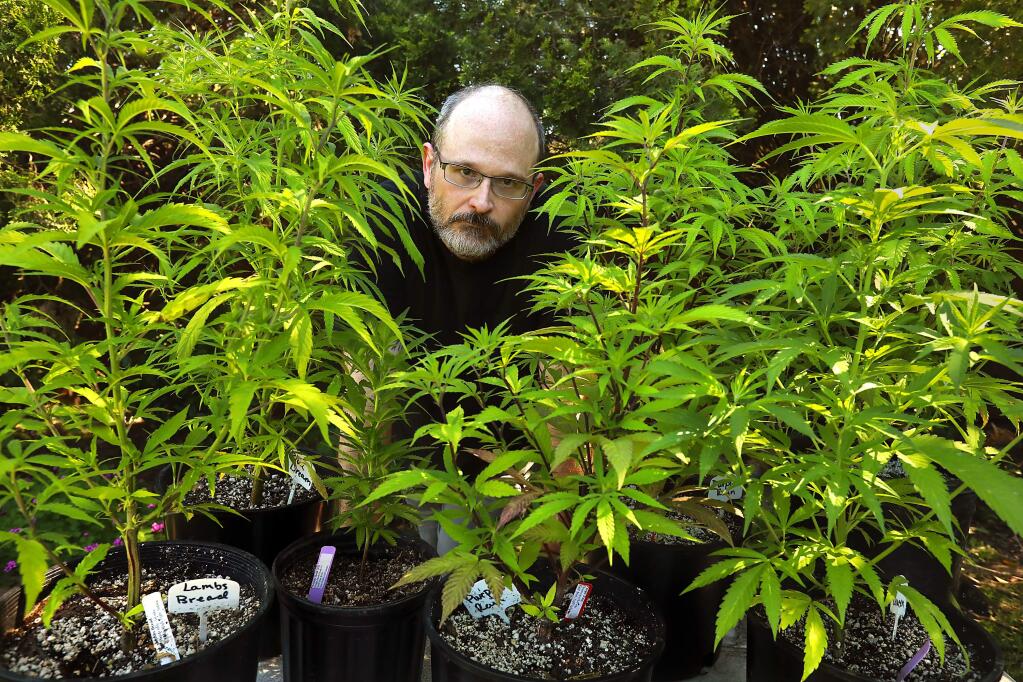 John Bekas is worried about the possibility of Santa Rosa City Council changing the rules on outdoor marijuana gardens. (JOHN BURGESS/ PD)