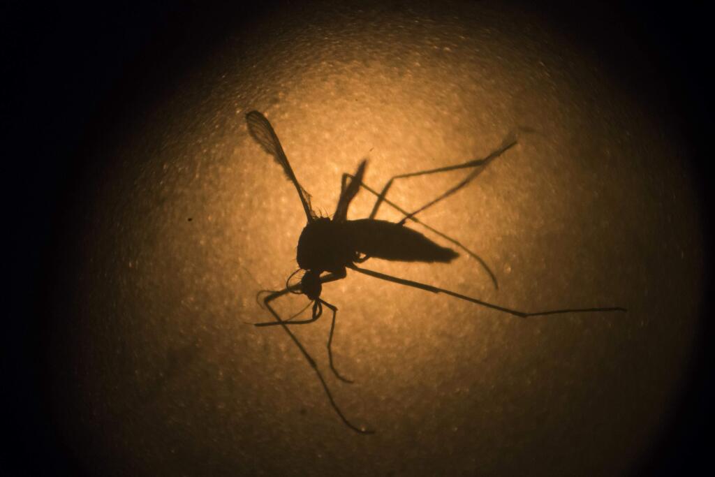 FILE - In this Jan. 27, 2016, file photo, an Aedes aegypti mosquito, known to carry the Zika virus, is photographed through a microscope at the Fiocruz institute in Recife, Pernambuco state, Brazil. Health officials said Thursday, Aug. 4, 2016 that two babies have been born with Zika-related defects in California. The California Department of Public Health said the infants were born to infected mothers who spent time in countries where the virus is circulating. (AP Photo/Felipe Dana, File)