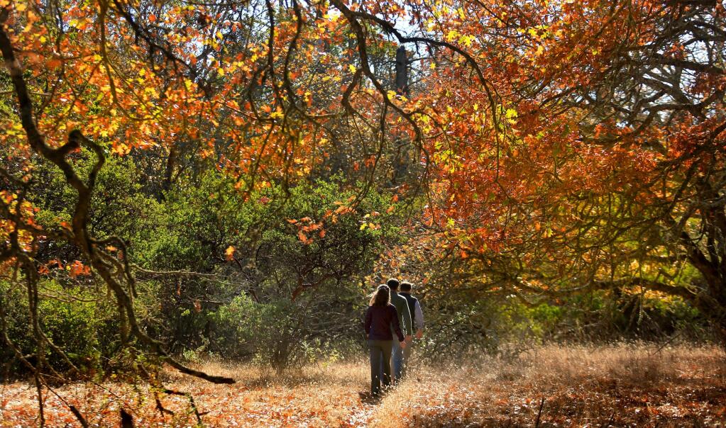 Annadel State Park: For some higher altitude leaf peeping hit the trail at Annadel State Park. Crunch through the amber leaves of the oaks and the shimmering yellow foliage of theBig Leaf Maples along the creeks. (Kent Porter/ The Press Democrat, 2013)
