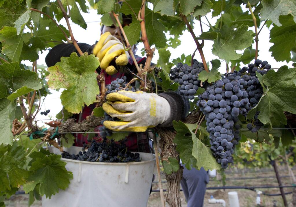 Yolanda Gil harvests merlot wine grapes at the Dineen Vineyards in Zillah, Wash. in 2014. (Gordon Kin/ Yakima Herald Republic via AP, file)