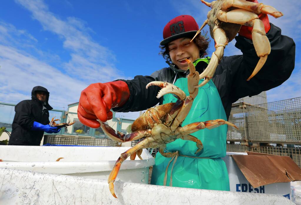 Christian Santos separates larger crabs from the daily catch at the Tides Wharf Wholesale Fish company in Bodega Bay on Wednesday. (photo by John Burgess/The Press Democrat)