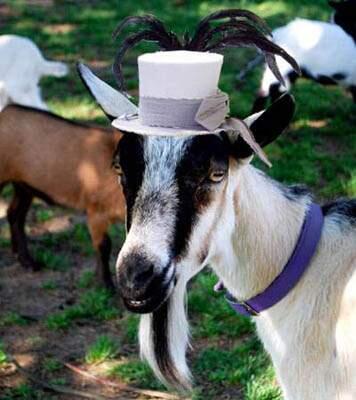 Mendocino County's Almost Fringe Festival includes the Goat Festival at the Anderson Valley Fairgrounds in Boonville on April 22.