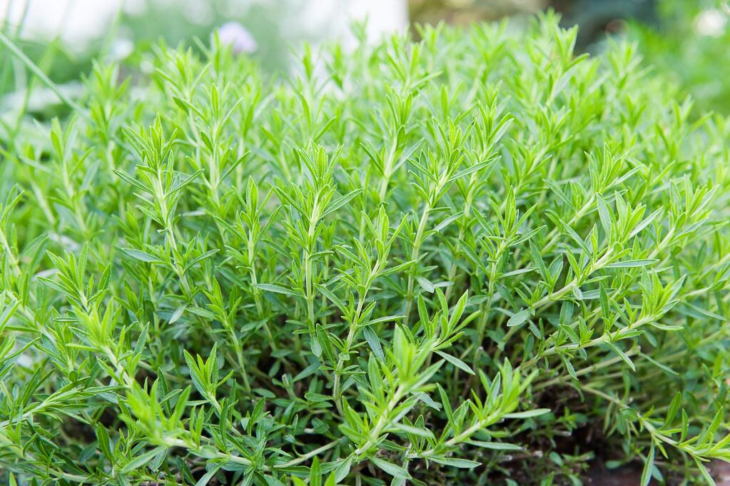 Tarragon, 'the paragon of herbs,' is a great addition to any mixed green salad, says Constantini.
