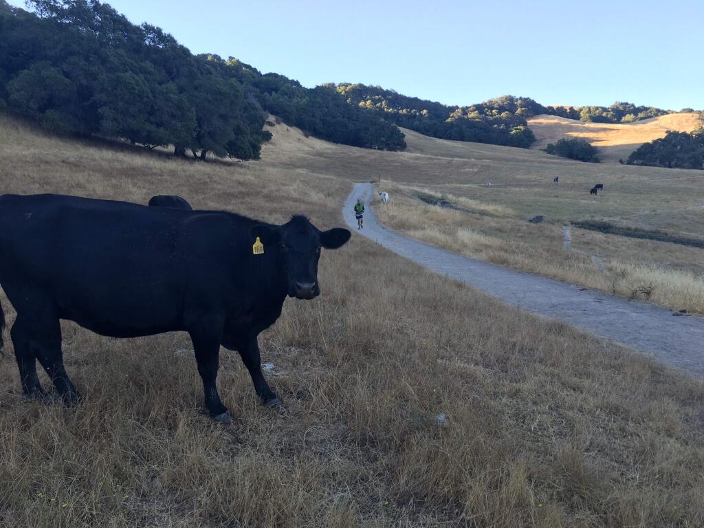 Photos by JUSTIN BORTONA cow checks out early morning runners on Santa Rosa's Taylor Mountain.